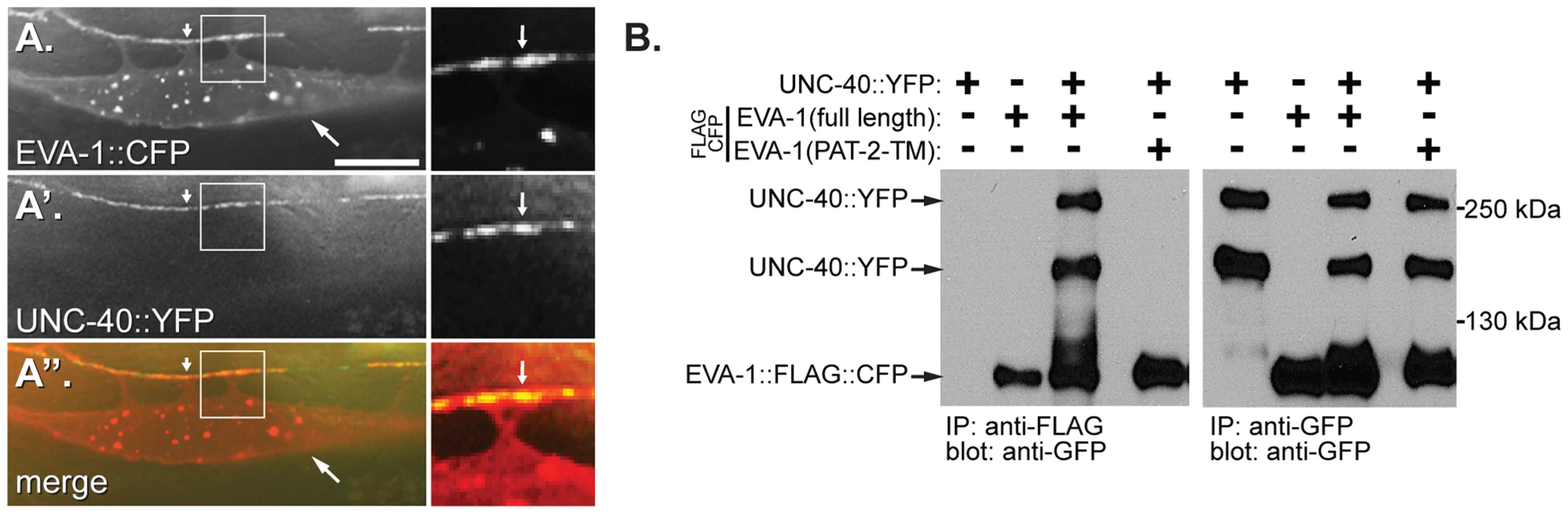 EVA-1 interacts with UNC-40 via its transmembrane domain.