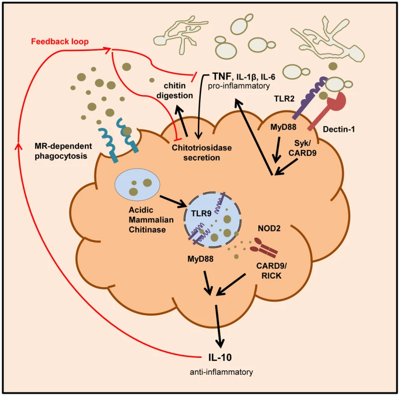 Schematic overview of chitin recognition and involved pathways in negative regulation of inflammation.