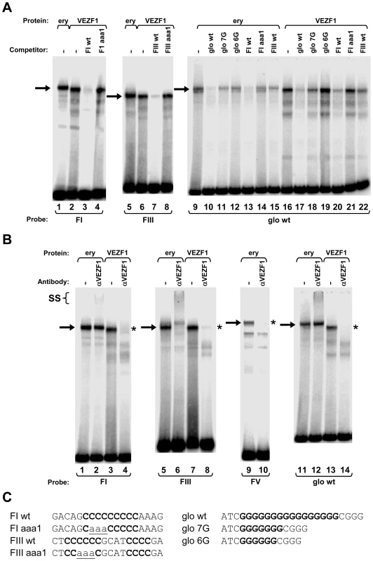 VEZF1 specifically interacts with dG–dC strings within HS4 footprints I and III and the <i>β<sup>A</sup>-globin</i> promoter.