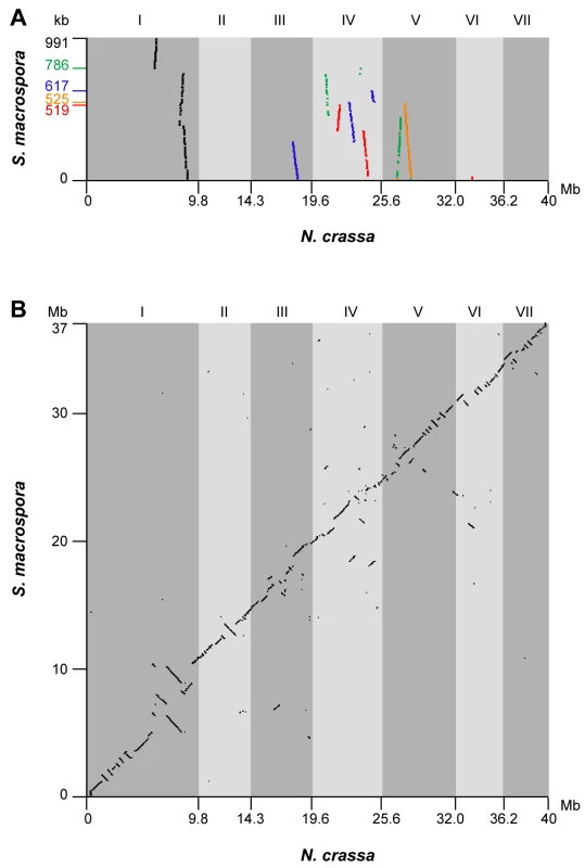 Synteny between the genomes of <i>S. macrospora</i> and <i>N. crassa</i>.