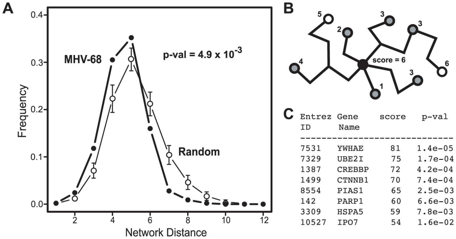 Network context of cellular proteins that interacted with MHV-68 proteins.