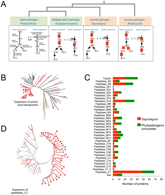 Metabolic adaptations to animal pathogenesis.