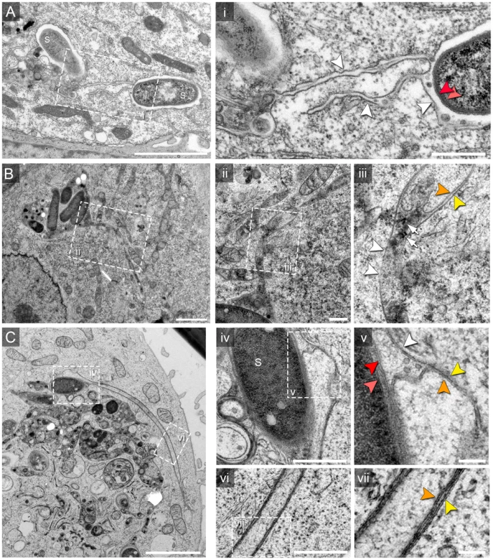 Single and double membrane SIT extend from the SCV in <i>Salmonella</i>-infected cells.