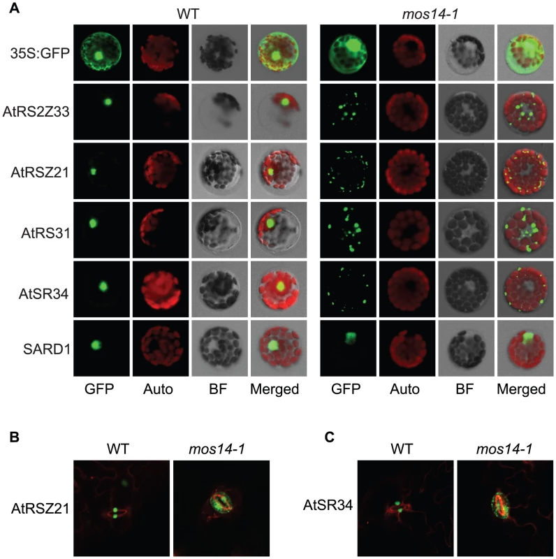 Localization of SR proteins in wild type and <i>mos14-1</i>.