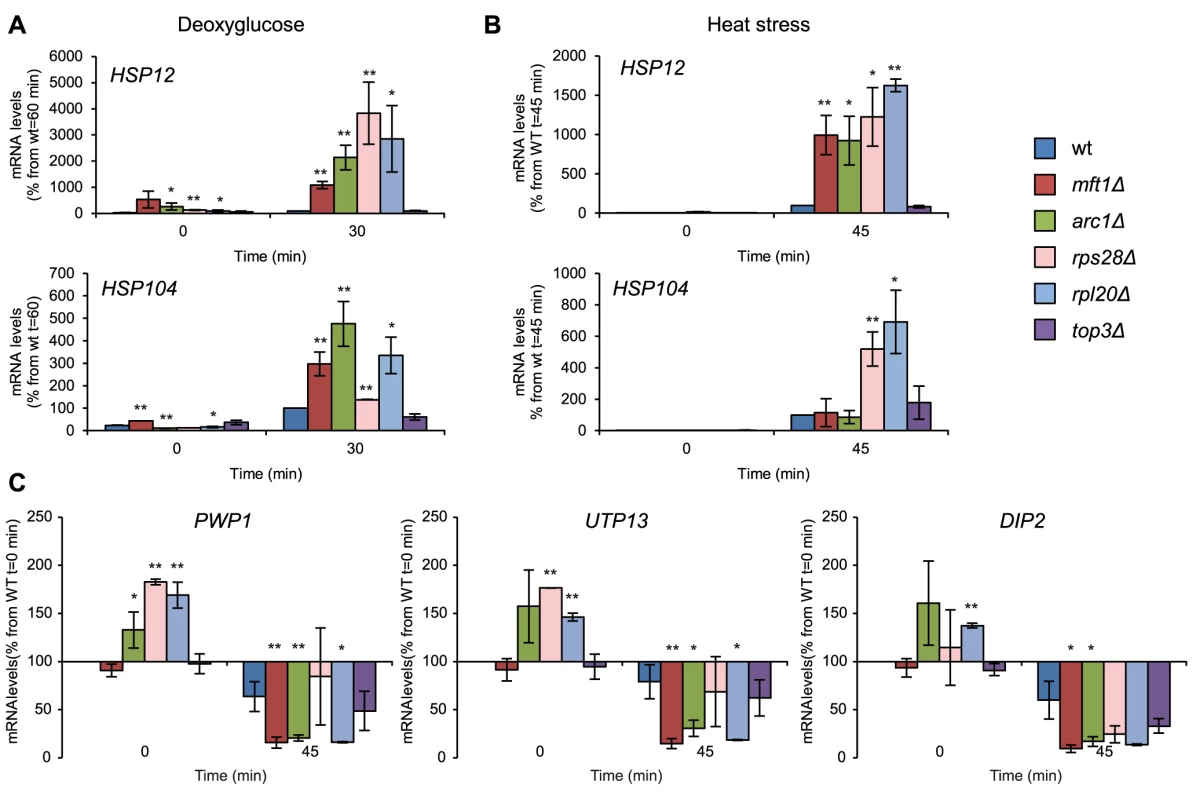 Deregulated stress-induced gene expression in SG-defective mutants.