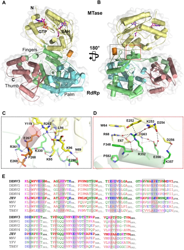 Crystal structure of DENV3 NS5.