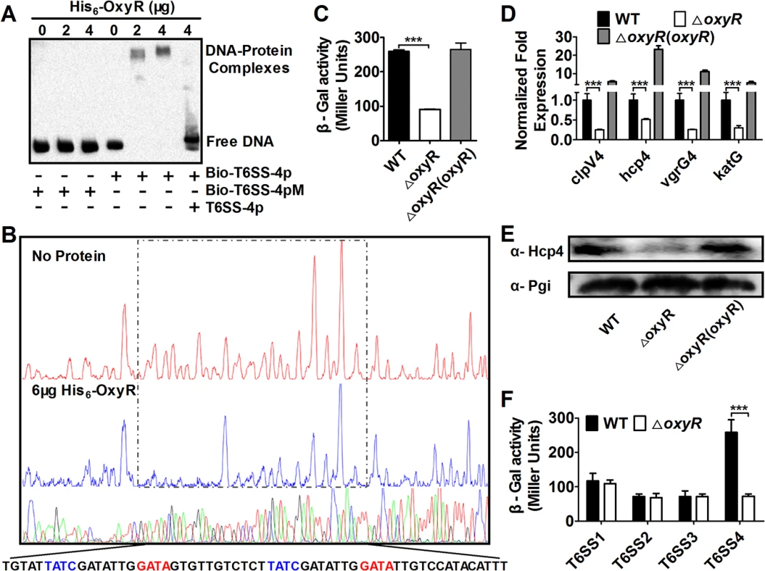 OxyR directly activates T6SS-4 expression.