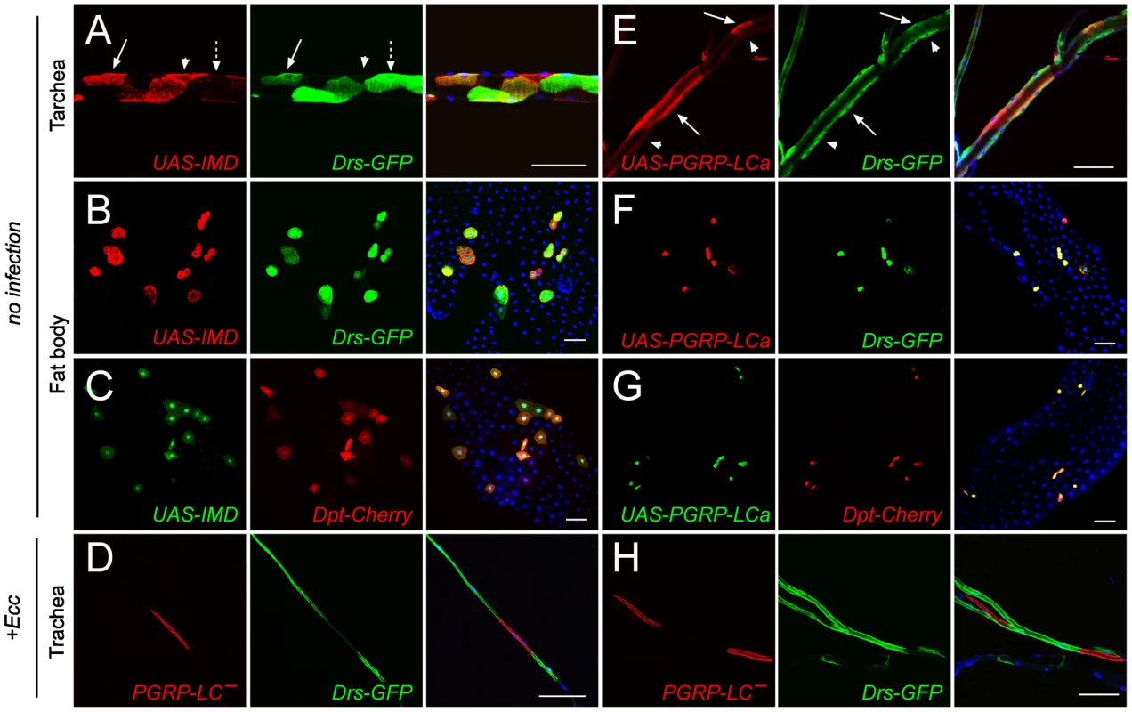 IMD pathway activation is not strictly cell-autonomous in trachea.