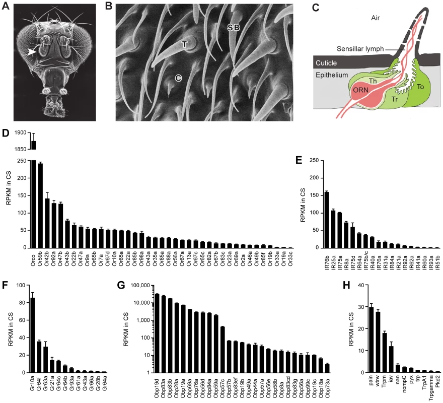 Chemosensory gene expression in the wild-type antennal third segment.