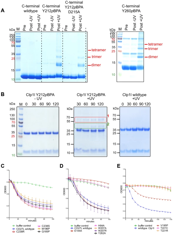 Cross-linking of oligomers and lytic activity of endolysins CD27L and CTP1L.