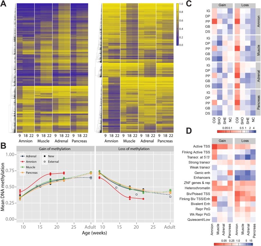 Gain and loss of DNA methylation during human fetal development.