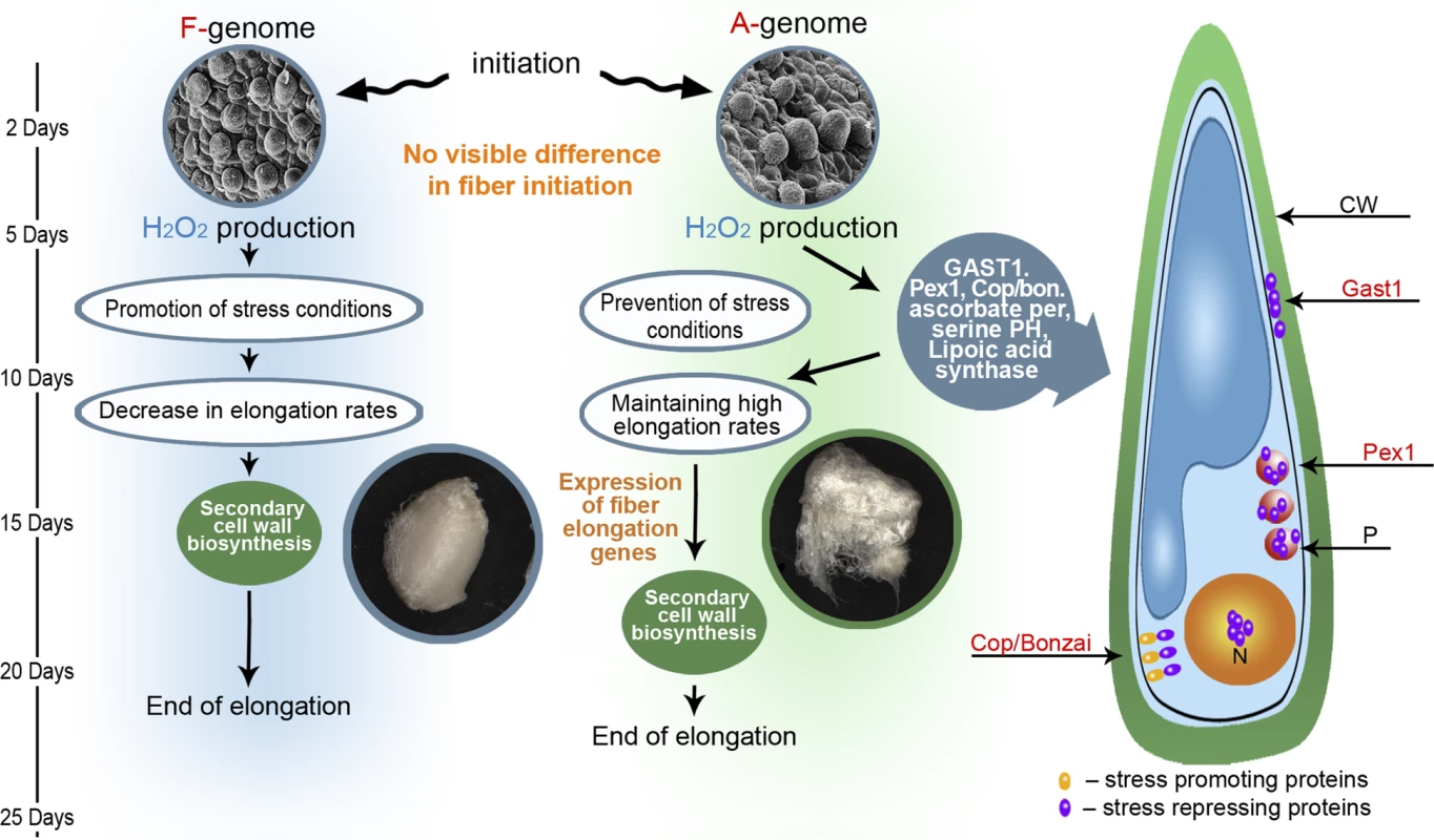 An Evolutionary and Development Model Describing Processes That Lead to the Formation of Spinnable Fiber