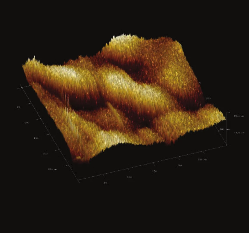 Trojrozměrné zobrazení jemného detailu povrchové struktury magnetického nosiče MPG – uncoated. Vložené měřítko odpovídá 50 nm. Skenovaná oblast 300x300 nm<sup>2</sup>, Z – rozsah 33 nm.