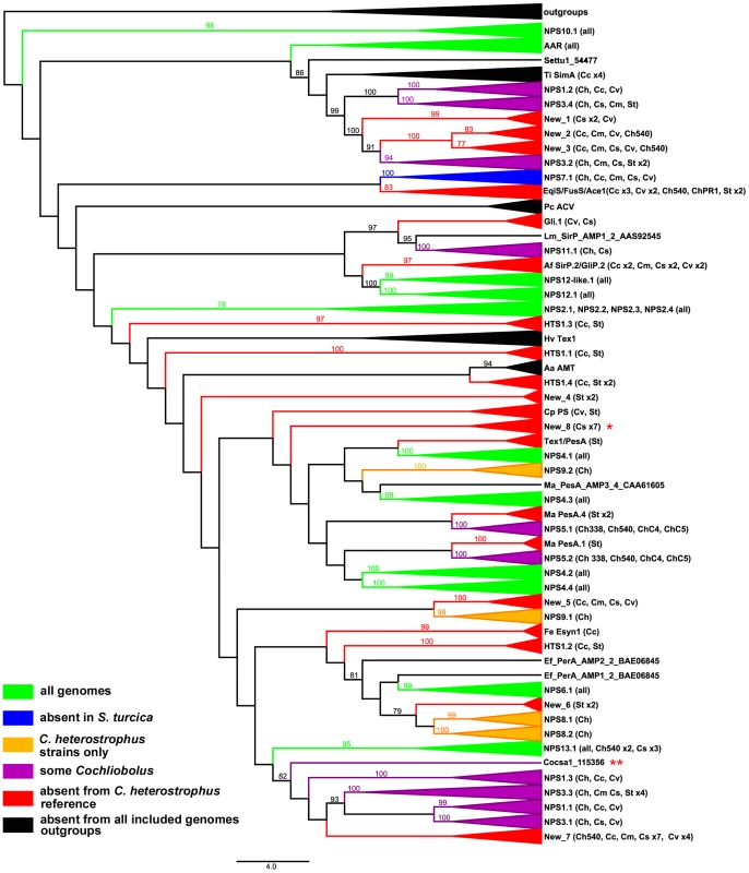 Cartoon of cross-species phylogenomic analyses of individual AMP binding domains from NRPS proteins.