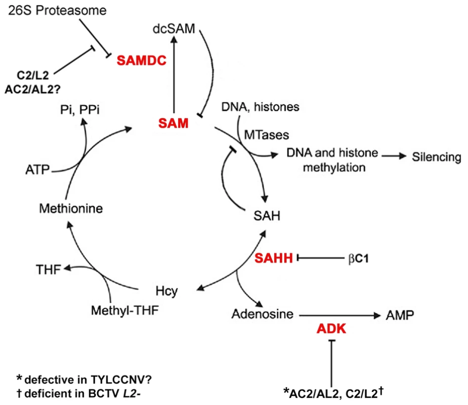 Model for methyl cycle inactivation by geminivirus and betasatellite proteins.