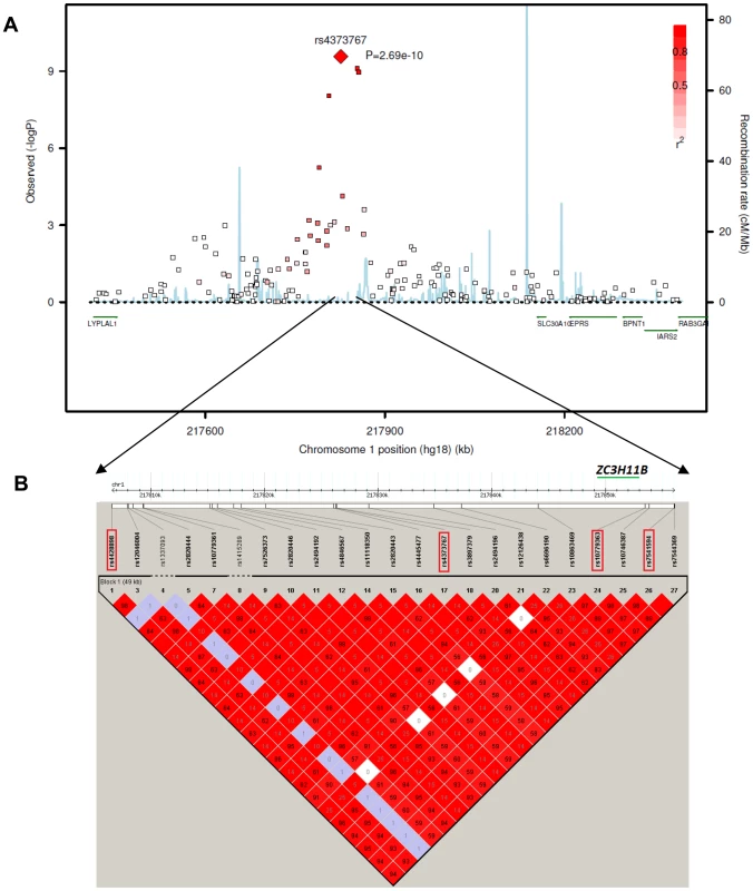 The chromosome 1q41 region and its association with axial length in the Asian cohorts.