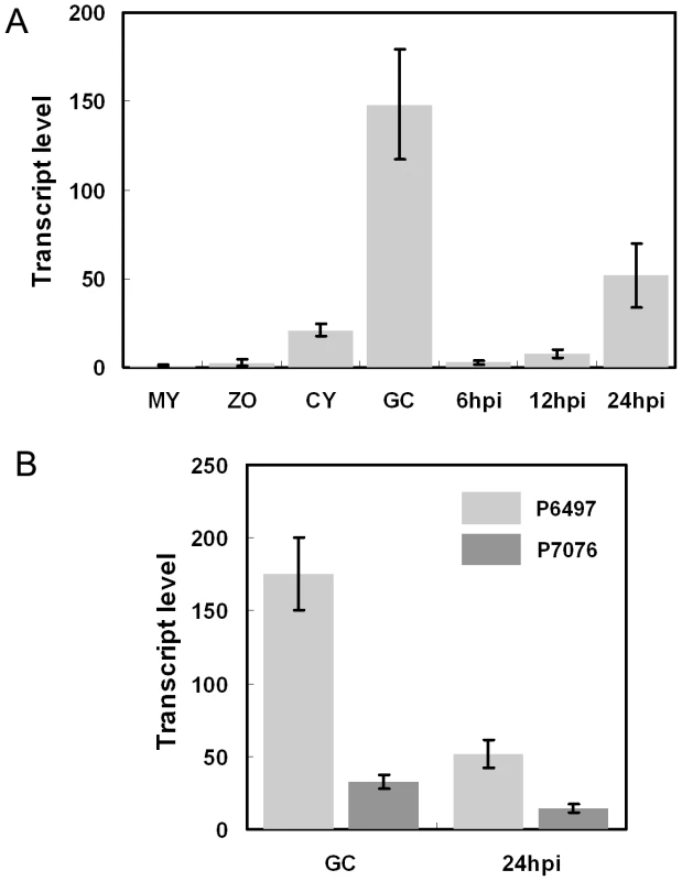 Avr3b is induced during infection and shows transcriptional polymorphisms.