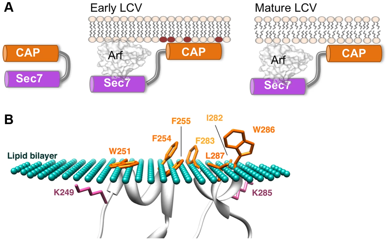 A model of LpRalF peripheral recruitment and activation on membranes.