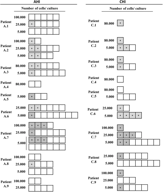 Recovery of replication-competent virus from isolated Vδ2 cells.