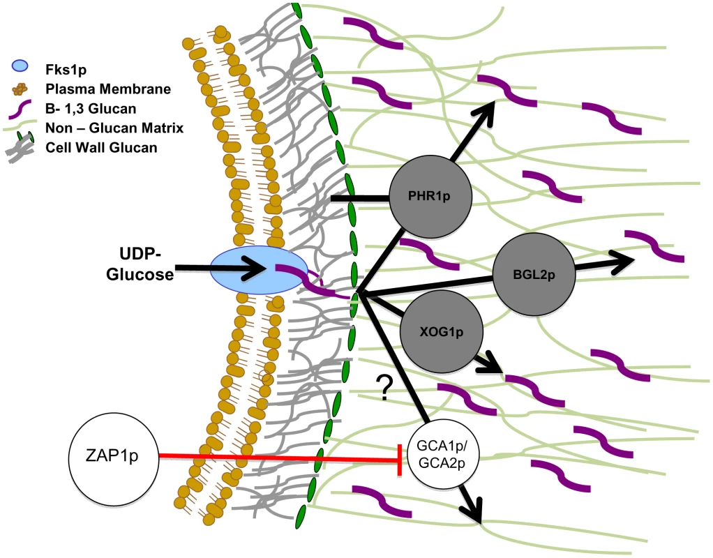 Proposed model for glucan matrix production and delivery to the biofilm matrix.