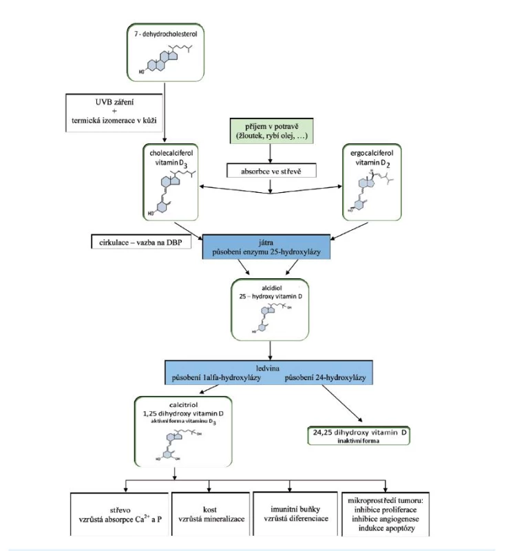 Schéma metabolismu a působení vitaminu D v těle<br>
Vitamin D je ze střeva absorbován, zprvu je včleněn do chylomikronů a lymfatickým systémem přenášen do jater. Při potravě chudé na tuky nebo při jejich zhoršeném vstřebávání dochází i ke zpomalení vstřebávání vitaminu D. 25-OH vitamin D<sub>3</sub> i ostatní metabolity podléhají enterohepatálnímu oběhu. Lipofilní molekuly vitaminu v plazmě jsou přenášeny k cílovým tkáním transportními bílkovinami. Nejdůležitější z nich jsou alfa-1-globulin a vitamin D vázající protein – transkalciferin (D-binding protein, DBP), který je součástí frakce lipoproteinů VLDL (very-low-density lipoprotein) (8). DBP se vyznačuje vysokou afinitou zvláště pro 25-OH vitamin D<sub>3</sub> a 24,25(OH)<sub>2</sub> vitamin D<sub>3</sub>. Naopak poměrně slabě váže 1,25(OH)<sub>2</sub> vitamin D<sub>3</sub>, čímž se tento hormon stává biologicky snadno dostupným. Systém vazebných bílkovin umožňuje cirkulaci aktivních metabolitů vitaminu D v krevním oběhu, přičemž přibližně polovina 25-OH vitaminu D<sub>3</sub> je vázána na transkalciferin. Metabolity vitaminu D jsou ke tkáním přenášeny i albuminem a lipoproteiny (8), na něž se však vážou s nižší afinitou. Nehydroxylované formy vitaminu D jsou ukládány v tukové tkáni. DBP je syntetizován v játrech. Produkce proteinu je stimulována estrogeny (mj. také při užívání hormonální antikoncepce a během těhotenství) a klesá při onemocnění jater, nefrotickém syndromu a malnutrici. Za fyziologického stavu je obsazeno méně než 5 % celkového DBP. Koncentrace 1,25(OH)<sub>2</sub> vitaminu D<sub>3</sub> je zvýšena v těhotenství, a to nejen v důsledku vysokých hladin vazebných bílkovin, ale i proto, že je tento metabolit syntetizován v placentě konverzí prekurzoru 25-OH vitaminu D<sub>3</sub>, který prochází placentou (5).