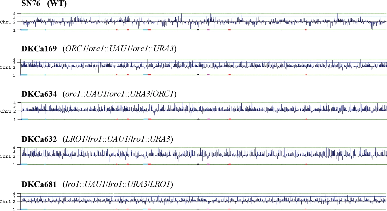 Chromosome Map Display of CGH Data on Ch1 for Arg<sup>+</sup> Ura<sup>+</sup> Derivatives and the Parental Strain