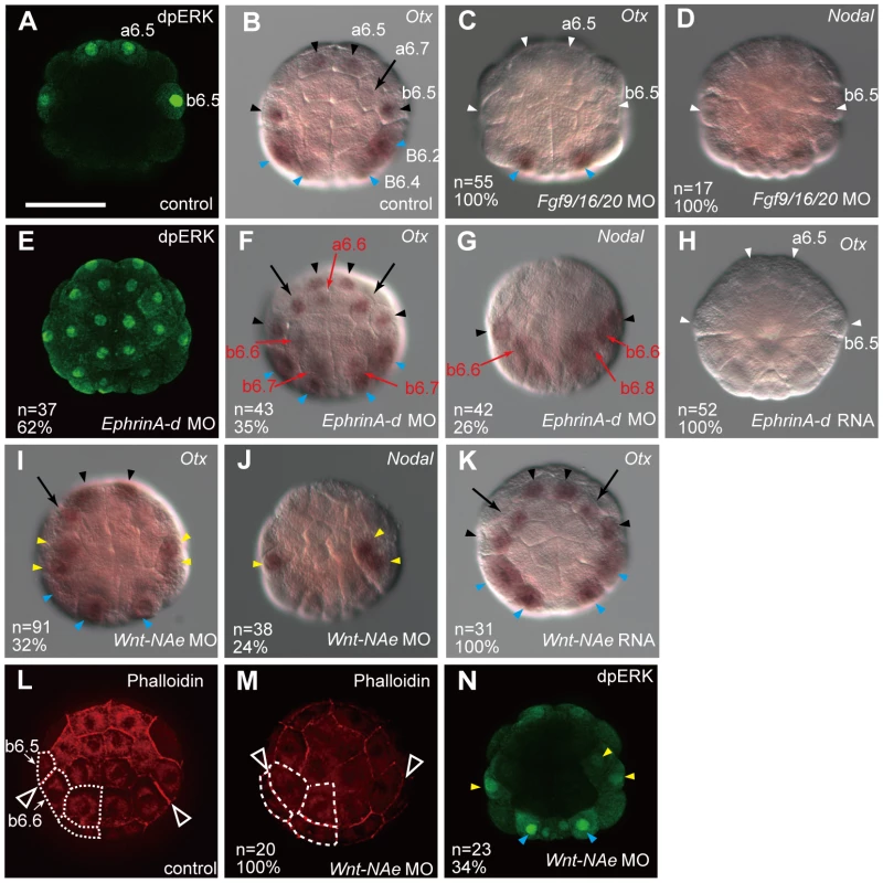 Fgf, Ephrin and Wnt signaling cooperatively regulates neural fate.