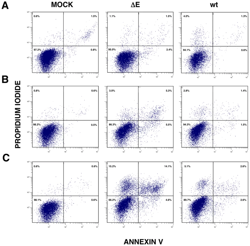 rSARS-CoV-ΔE-induced apoptosis.
