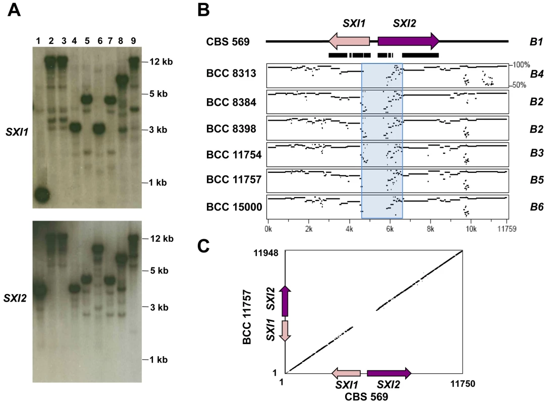 Homeodomain region of <i>C. heveanensis</i> is multiallelic and likely to be limited to the <i>SXI1</i> and <i>SXI2</i> genes.