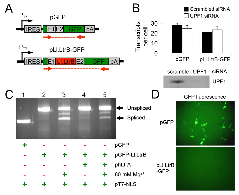 A T7 RNAP transcript containing the Ll.LtrB intron is not degraded by nonsense mediated decay in human cells and can be spliced after addition of Mg<sup>2+</sup> to the cell culture medium.