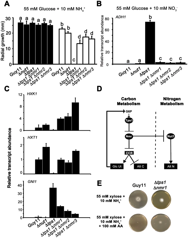 The Nmr1-3 inhibitor proteins regulate CCR independently of Nut1.