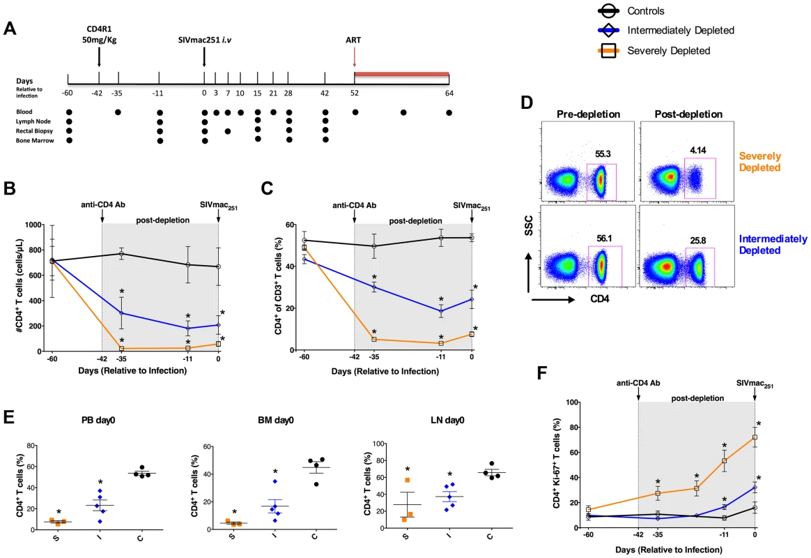 Study design and extent of CD4<sup>+</sup> T-cell depletion induced by CD4R1.