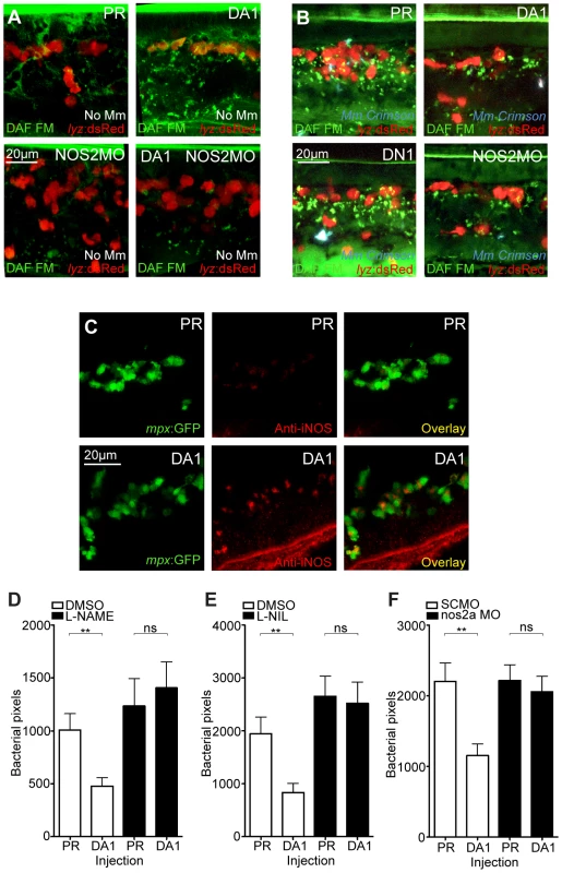 Hif-1α mediated anti-mycobacterial effect is iNOS dependent.