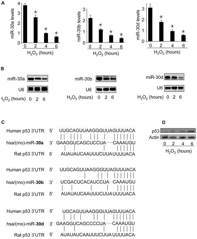 The levels of miR-30 family members are reduced whereas p53 is upregulated in response to oxidative stress.