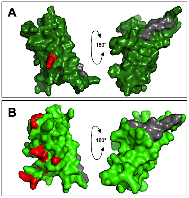 Positively selected residues occupy the exposed surface of egg coat proteins.