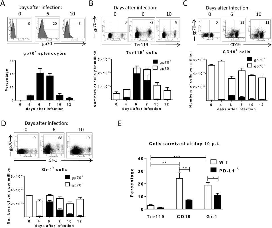 Target cell populations of FV infection.
