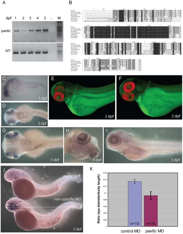 Characterization of zebrafish <i>Pax6.2a</i>.