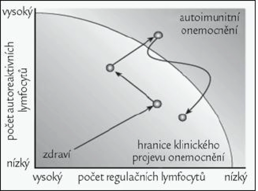Působením D<sub>3</sub> muže dojít k namnožení a aktivaci regulačních T-lymfocytů a zvrácení negativního průběhu autoimunitního onemocnění. Obrázek byl použit se souhlasem redakce z [1].