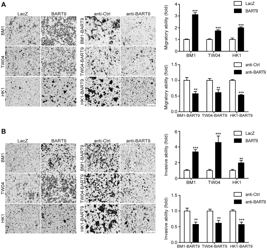 miR-BART9 promotes the migration and invasion of EBV-negative NPC cells.