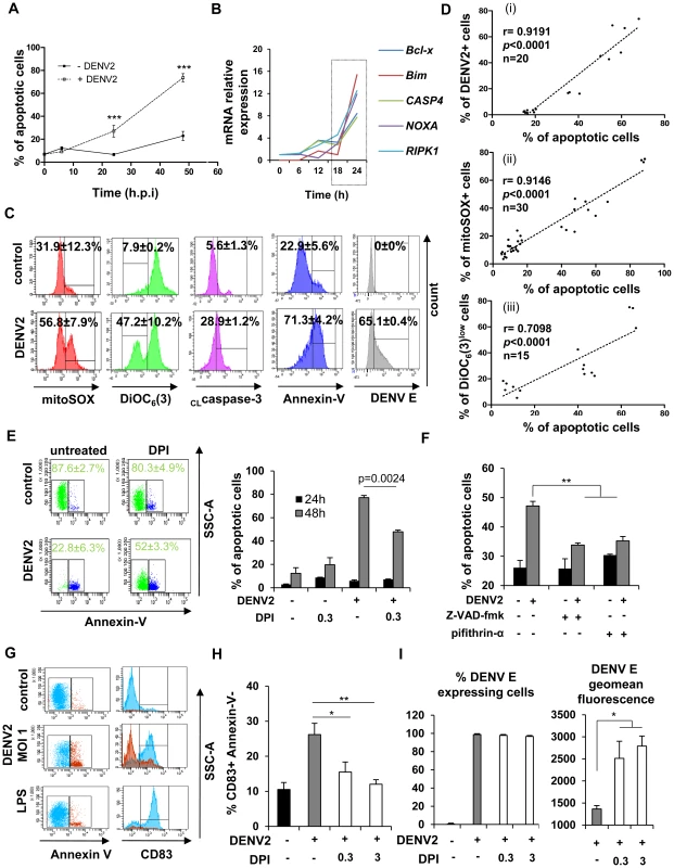 NOX-dependent ROS production triggers mitochondrial-dependent apoptosis in DENV-infected cells and activates bystander cells.