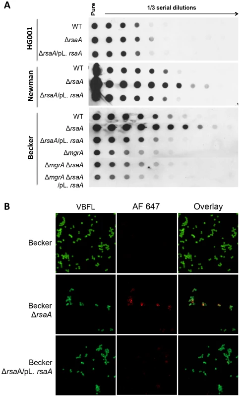 Effect of RsaA on capsule formation.