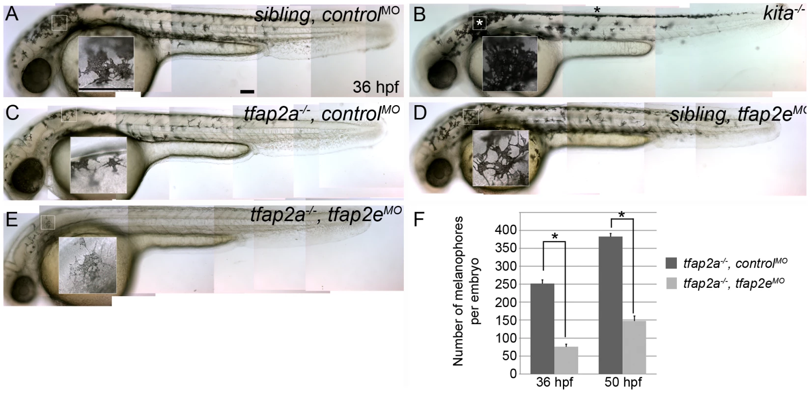 <i>tfap2e</i> morpholino has no effect in wild-type embryos, but disrupts melanophore differentiation in <i>tfap2a</i> mutants.