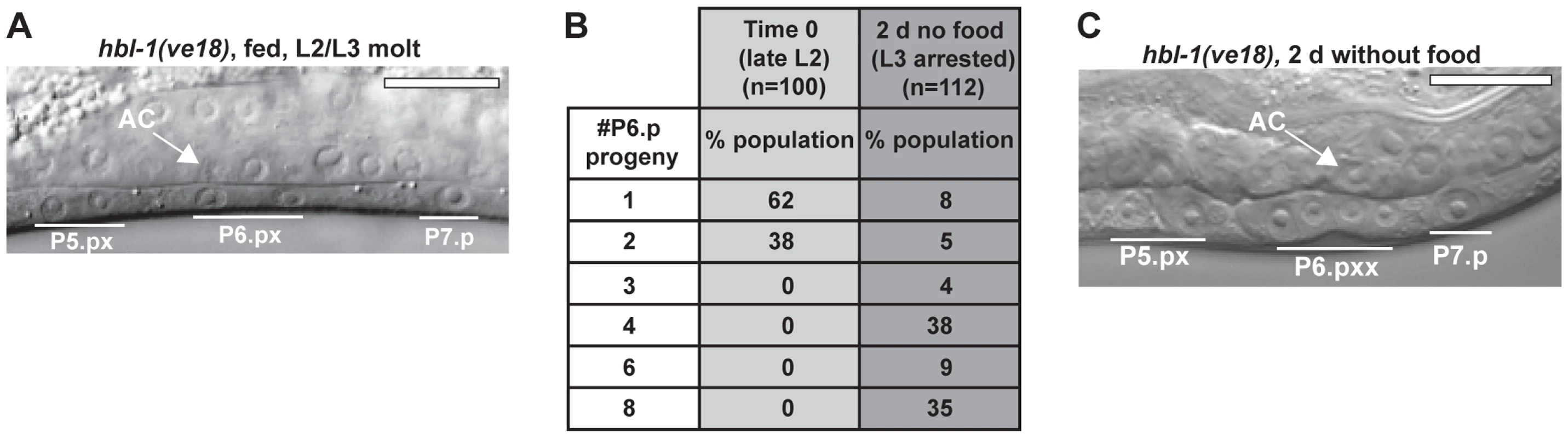 A systemic mechanism coordinates the timing of L3 arrest.