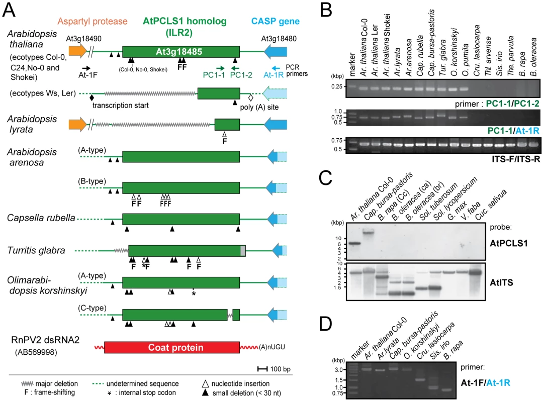 <i>ILR2</i> (<i>PCLS1</i>) homologs from members of the family Brassicaceae.