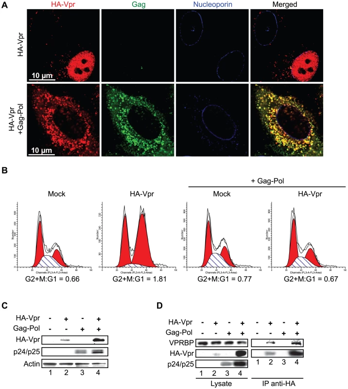 Cytoplasmic sequestration of Vpr abrogates foci formation and G2 arrest.