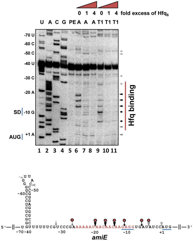 Hfq binding to the RBS of <i>amiE</i> mRNA revealed by enzymatic probing.