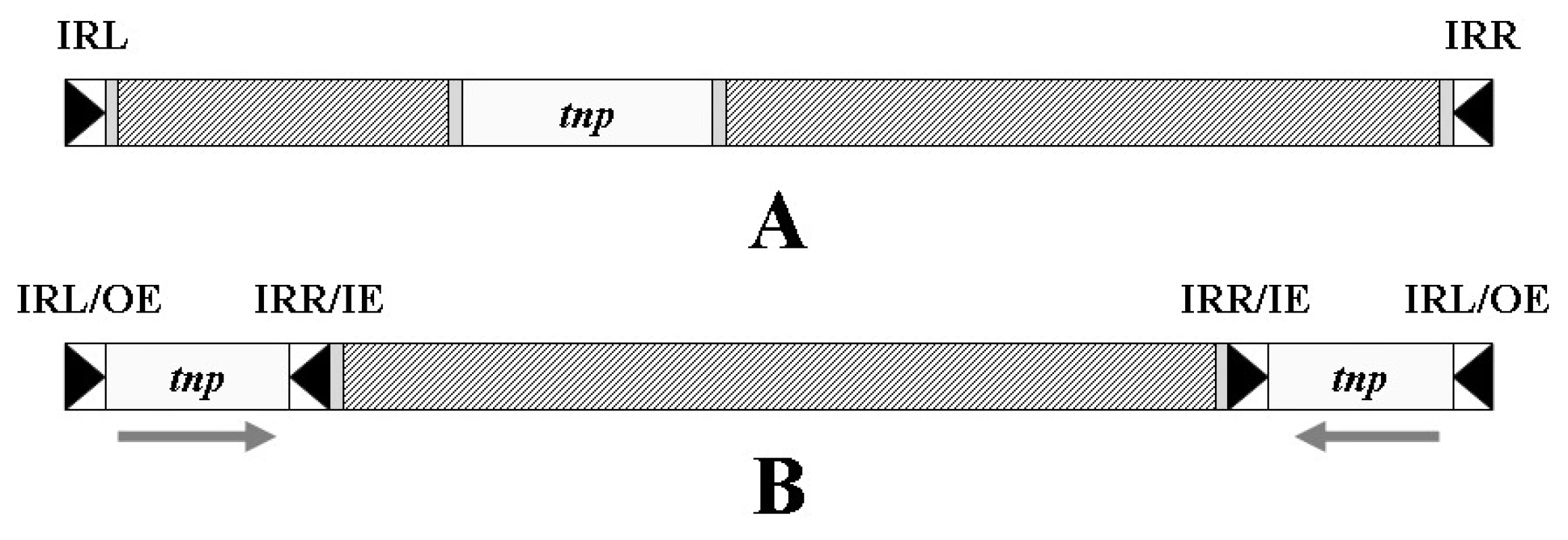 Transpozon. A – Obecná struktura transpozonu, tnp –
gen transposázy, IRL – invertovaná repetice levá, IRR – invertovaná
repetice pravá; B – kompozitní transpozon se dvěma
opačně orientovanými inserčními sekvencemi na koncích, OE
– vnější konec, IE – vnitřní konec. Šrafovaně jsou vyznačena
místa obsahující genetickou informaci nepotřebnou k transpozici
transpozonu (např. geny rezistence).
<b>Fig. 5.</b> Transposon. A – General structure of the transposon,
tnp – transposase gene, IRL – inverted repeatleft, IRR –
inverted repeat right; B – composite transposon with two terminal
inverted insertion sequences, OE – outer end, IE –
inner end. There are shaded the parts containing genetic
information that is not needed for the transposition of transposon
(e.g. resistance genes).
