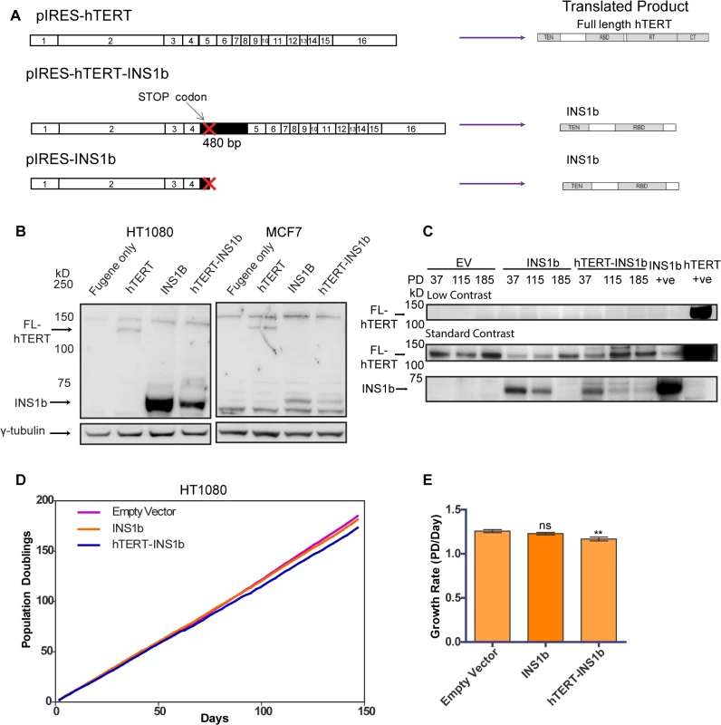 INS1b inhibits cell proliferation.