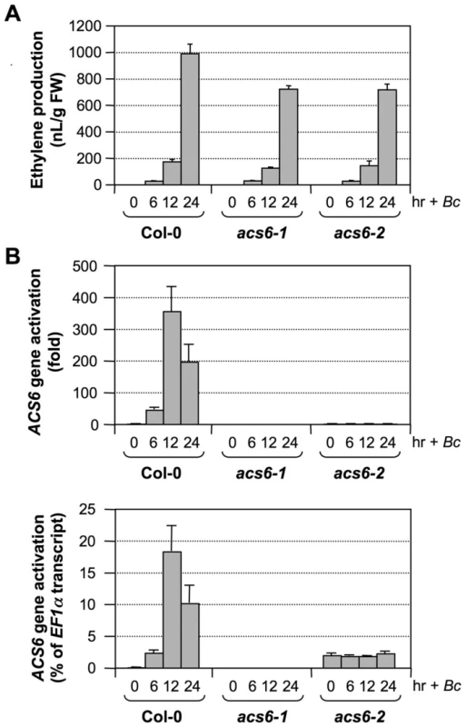 The <i>acs6-2</i> mutant allele is a knockdown mutant.