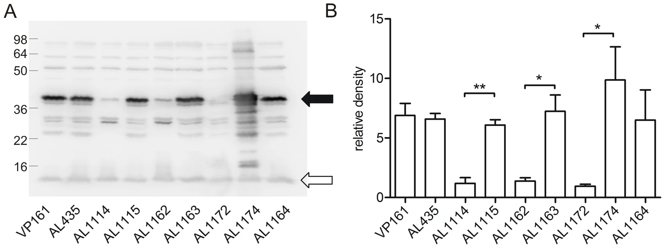 Western immunoblot and densitometry analysis of <i>P. multocida</i> PlpE expression in acapsular, capsulated and control strains.